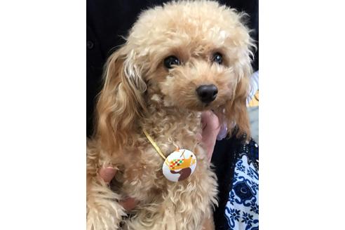 販売中のトイプードルの親犬